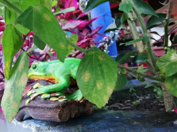 Kambo Inspired For Kambo Ceremonies, Handmade Toad Kambo Ceremony - Image 3