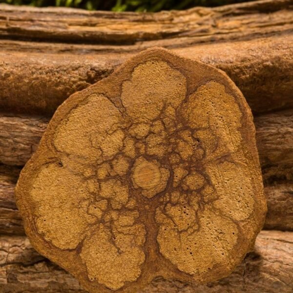 Ayahuasca Powder – Banisteriopsis Caapi | Delivery Guaranteed In 2 To 5 Days Only U.s. - Image 2