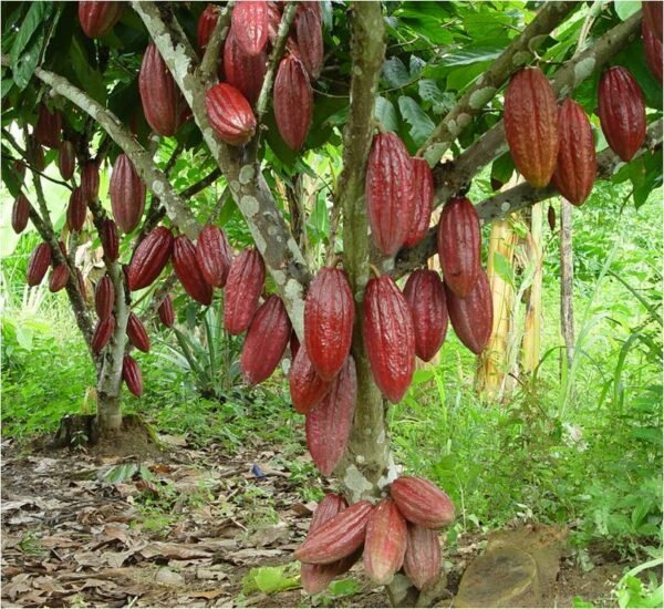 Cacao In Traditional Bar-cocoa, Pure 100% Natural - Image 4