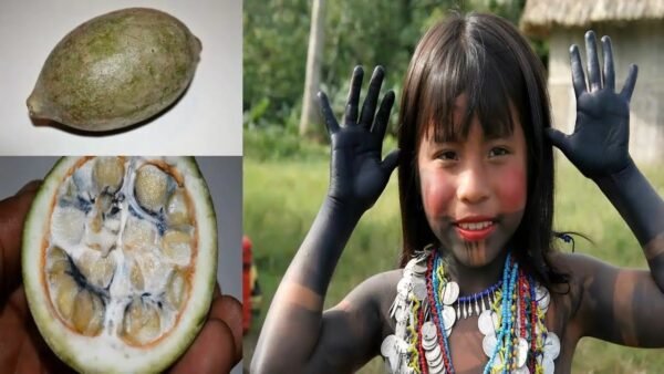 Huito Fruit(Ginepa Americana) Organic Powder Of 100% Natural Fruit Pulp. - Image 3