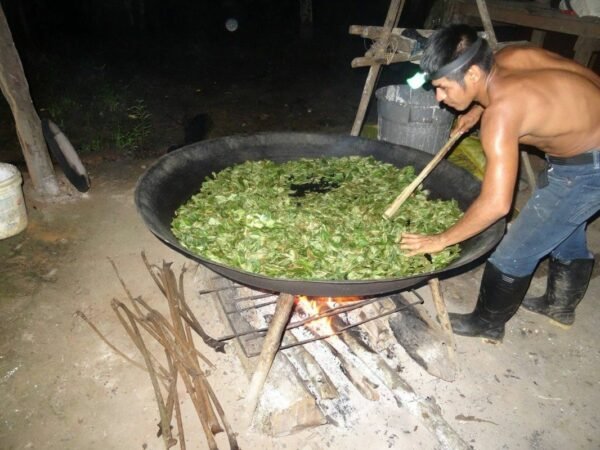 2,000 Grms-2kg Mambe Or Ypadú Coca Leaf With Cetico Ash Powder - Image 2