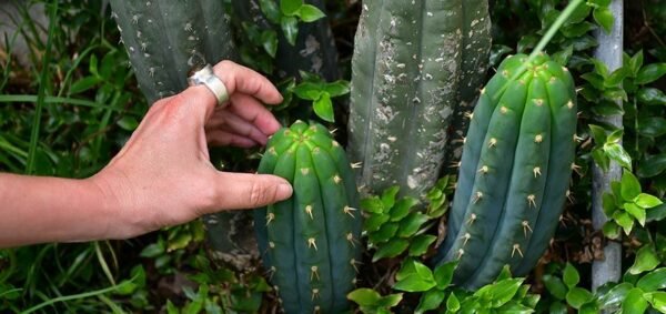 San Pedro Cactus Powder – Huachuma Wachuma ( Delivery Guaranteed In 2 To 5 Days Only Us ) - Image 2