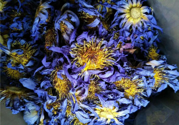BLUE LOTTUS