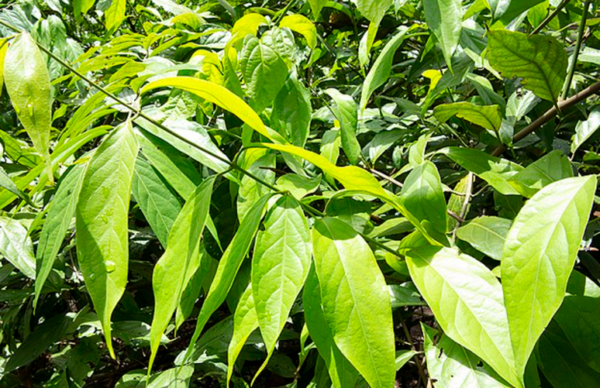 CHALIPONGA LEAVES