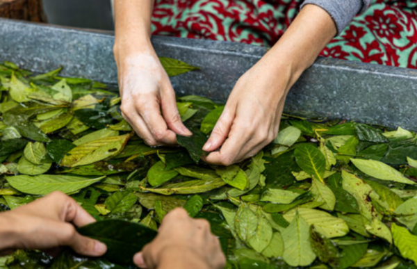 CHALIPONGA LEAVES - Image 2