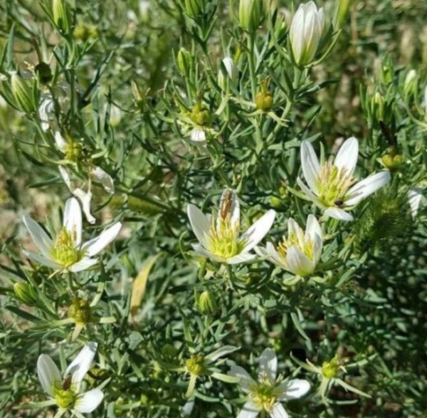 SYRIAN RUE - Image 2