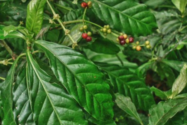 Chacruna Leaves