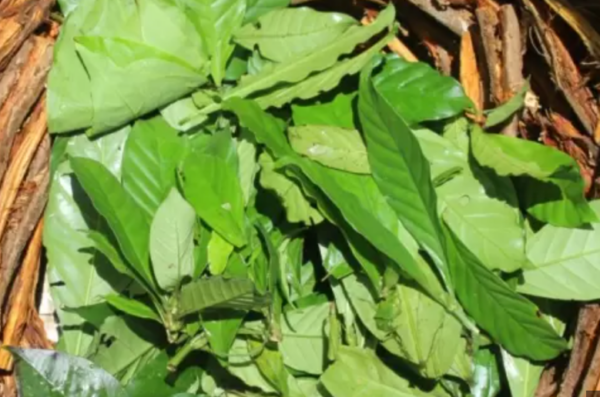 Chacruna Leaves - Image 2