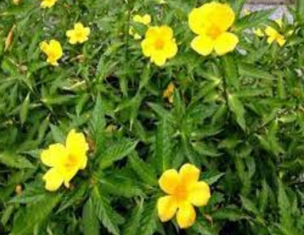 DAMIANA - Image 3