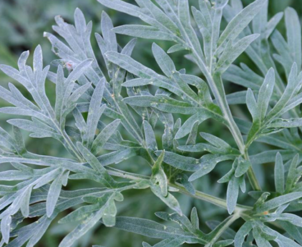 WORMWOOD (AJENJO)