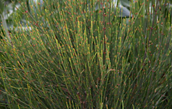 EPHEDRA