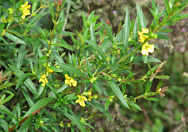 HEIMIA HERB SINICUICHI