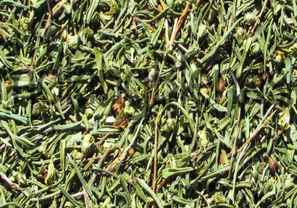 HEIMIA HERB SINICUICHI - Image 2