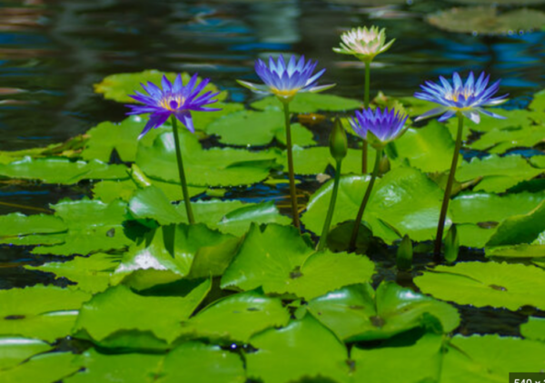 BLUE LOTTUS - Image 4